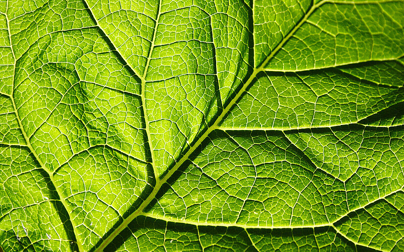 a green leaf, very close so you can see its structure