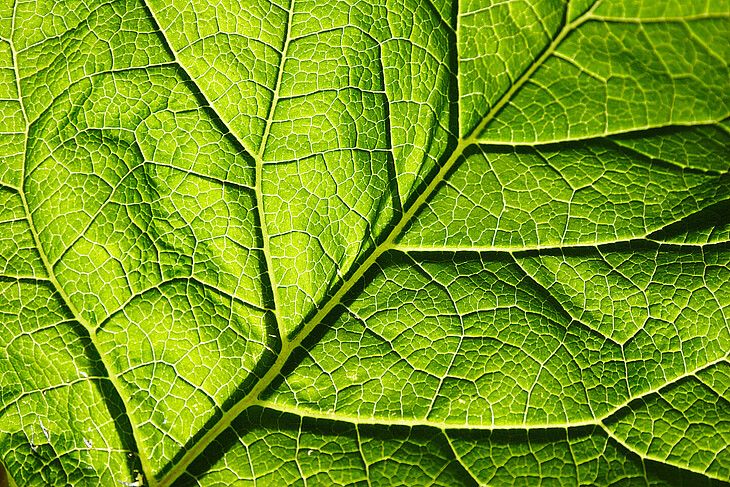 a green leaf, very close so you can see its structure